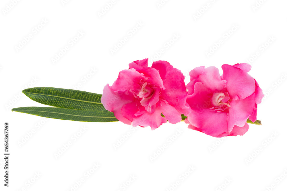 red oleander isolated