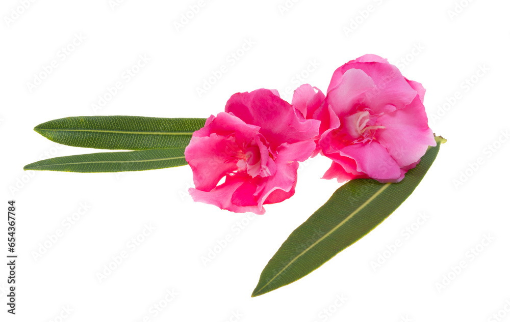 Fototapeta premium red oleander isolated
