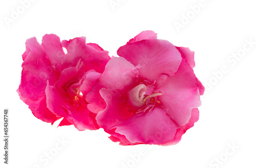 red oleander isolated