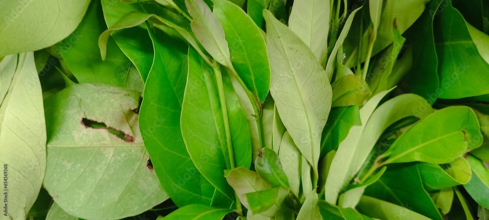 Close up of green vegetables and fruits for background
