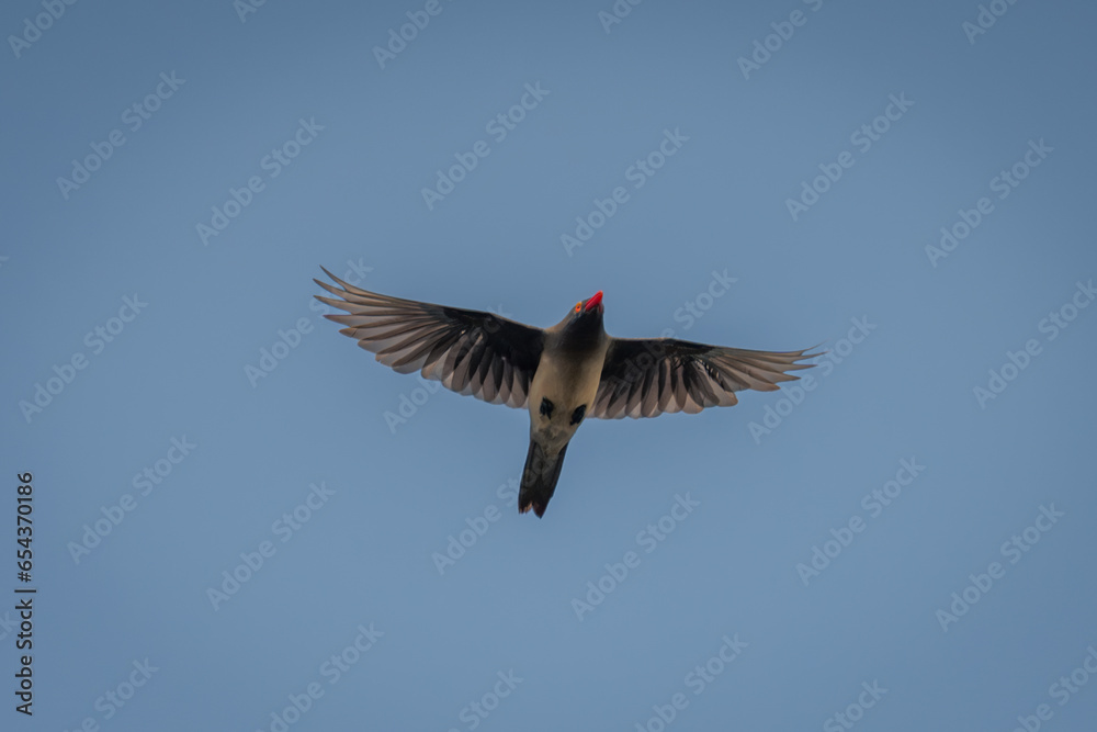 Obraz premium Red-billed oxpecker flies through perfect blue sky