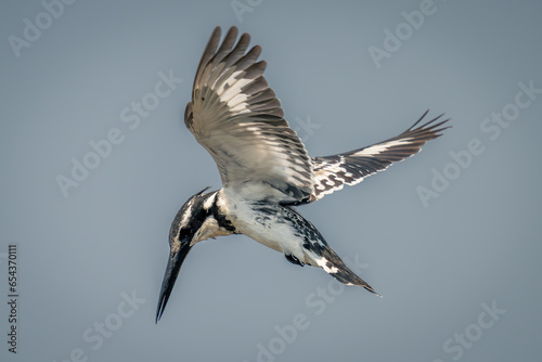 Pied kingfisher hovers in clear blue sky