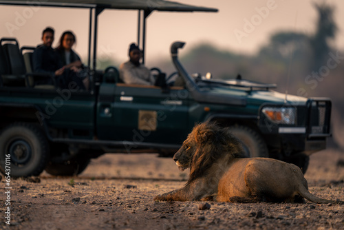 Muddy male lion lies by safari truck photo