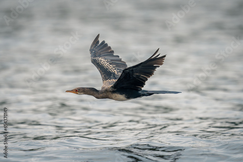 Reed cormorant flies low with wings lifted © Nick Dale