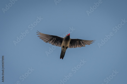 Red-billed oxpecker flies through perfect blue sky