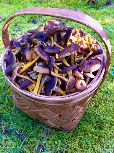 Newly picked funnel chanterelles in wooden basket standing in the forest moss in autumn. photo