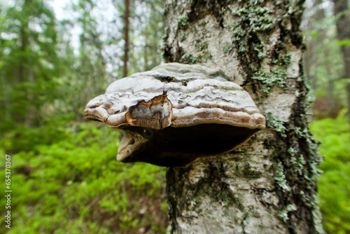 Close-up of hoof fungus growing on a birch tree trunk in spring and the forest landscape as background.