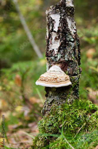 Hoof fungus growing on a birch tree trunk in the forest in autumn.