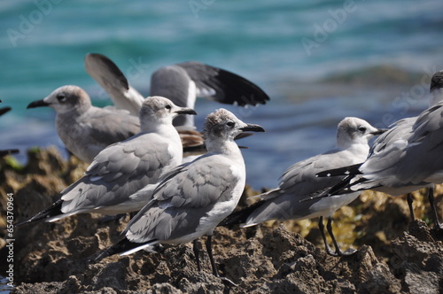 Group of seagulls on the coast