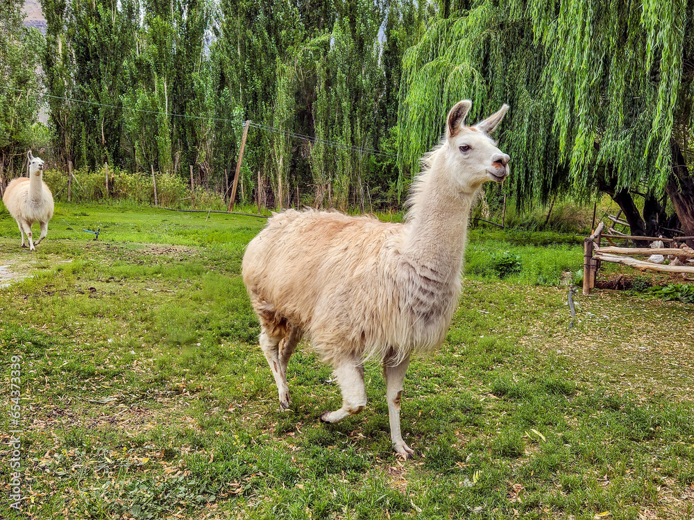 Fototapeta premium Park with Llamas in Chile