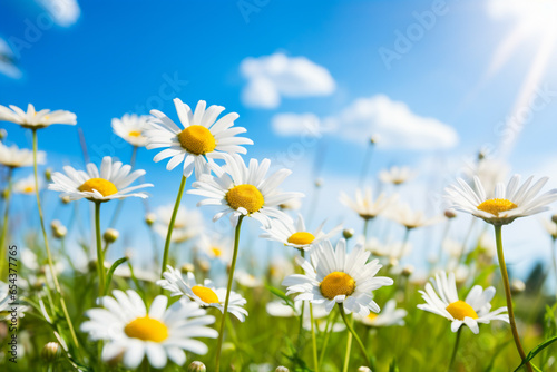 Beautiful wild flowers chamomile. Nature landscape with beautiful field meadow flowers daisy, against blue sky with clouds. Generative AI