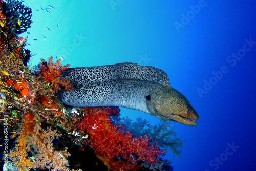 Morena del mar rojo entre corales blandos