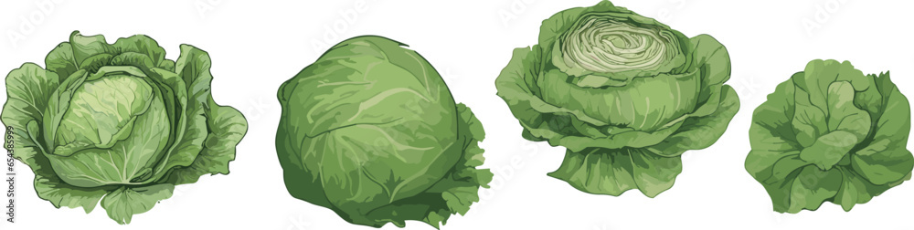 Cabbages set. Vector illustrations of ripe fresh farm vegetables. Organic healthy food collection. Single and in the groups. Whole and halved. Big leaves veggies. Isolated on white background. Cabbages set. Vector illustrations of ripe fresh farm vegetables. Organic healthy food collection. Single and in the groups. Whole and halved. Big leaves veggies. Isolated on white background.