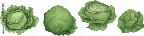 Cabbages set. Vector illustrations of ripe fresh farm vegetables. Organic healthy food collection. Single and in the groups. Whole and halved. Big leaves veggies. Isolated on white background.