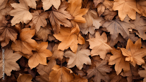 dry leaves brown dry leaves Drop and pile up a lot. . Background for design
 photo