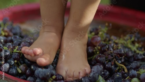 Close up of Young kid foot trampling or stomping grapes. Traditional producing wine concept photo