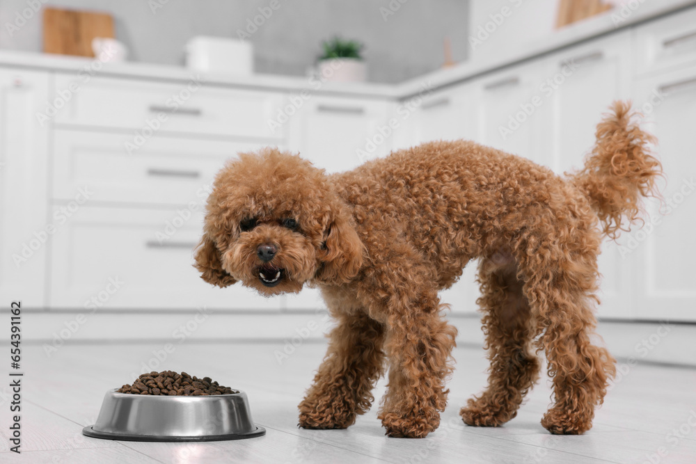 Cute Maltipoo dog feeding from metal bowl on floor in kitchen. Lovely pet