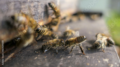 Abeille infectée par le varroa sur l'entrée de la ruche