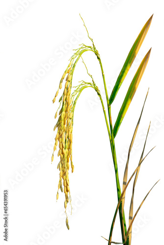 Golden rice plant close-up isolated on transparent background. PNG transparency