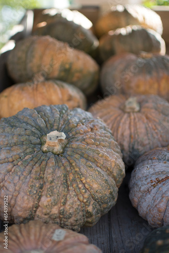 pumpkings getting ready for halloween