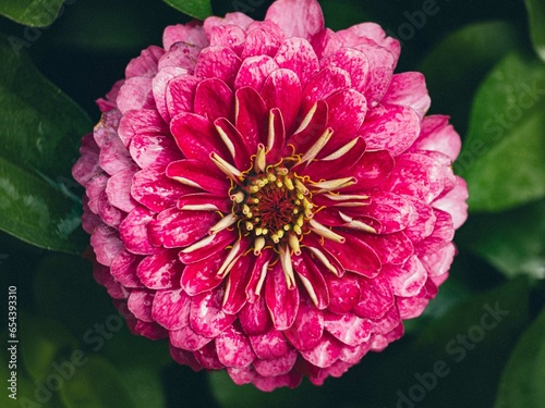 Blumenliebe