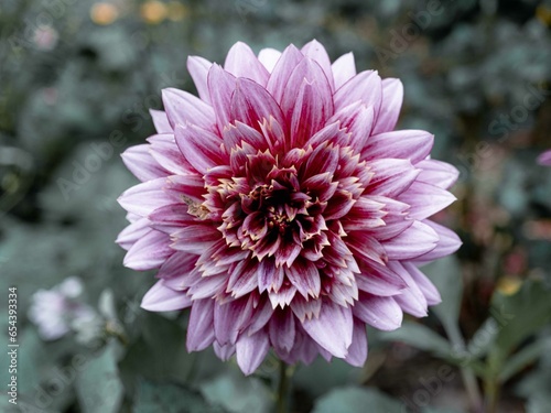 Blumenliebe