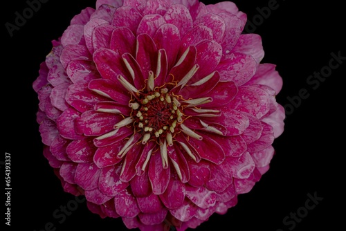 Blumenliebe