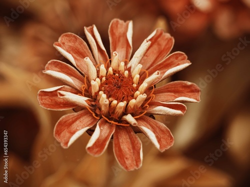 Blumenliebe
