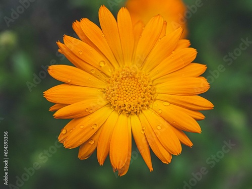 Blumenliebe