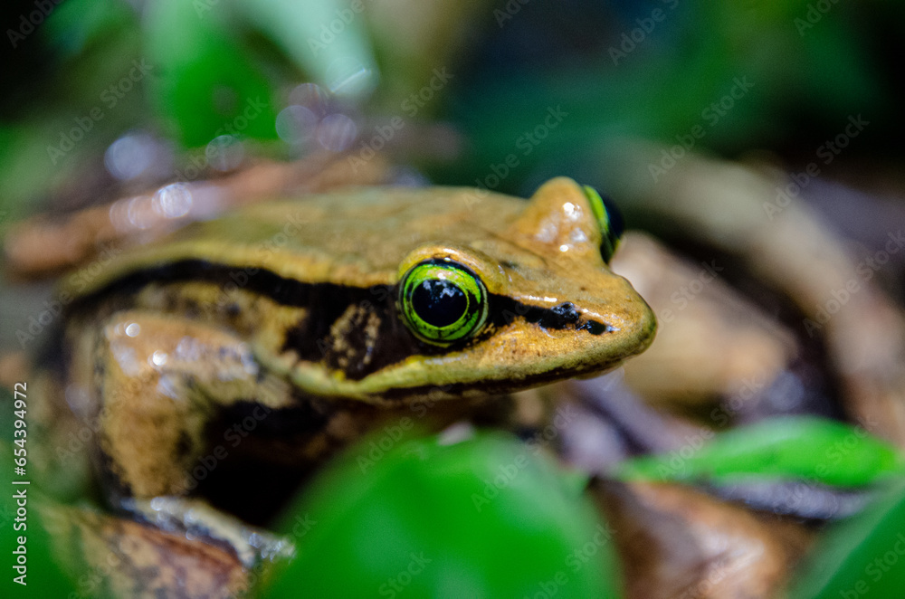 Fototapeta premium Rana de ojos verdes