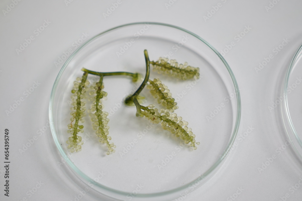 Naklejka premium Grape algae in a culture dish on a white background. Seafood development and research A female researcher is studying the cleanliness of grape algae. Grape algae isolated on white background.