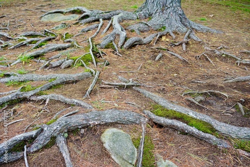 Tree Roots at Lions Lookout, Huntsville, Ontario, Canada photo