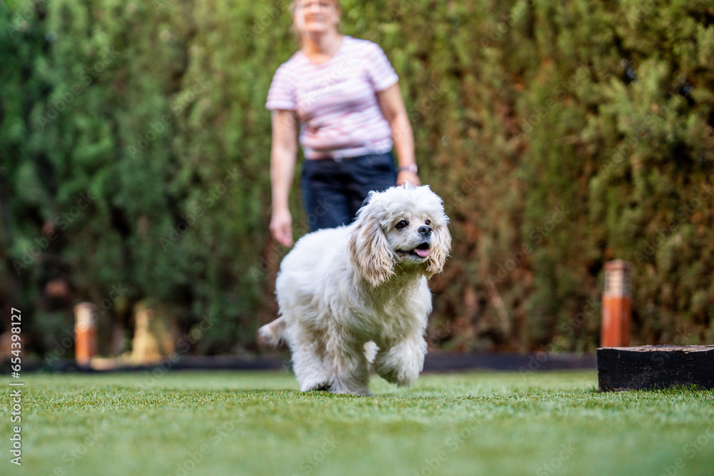 American cocker spaniel running and playing in a garden American cocker spaniel running and playing in a garden