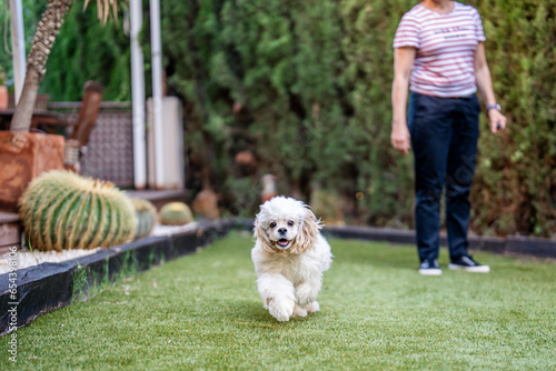 American cocker spaniel running and playing in a garden