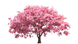 Pink Sakura Tree Blooming. Isolated on Transparent background.