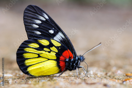 Tropical butterfly drinking water photo