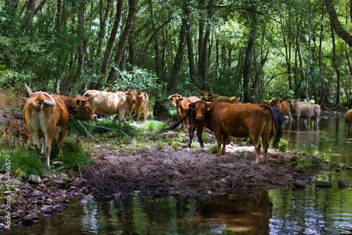 vacas pastan y descansan sobre el verde y el agua photo