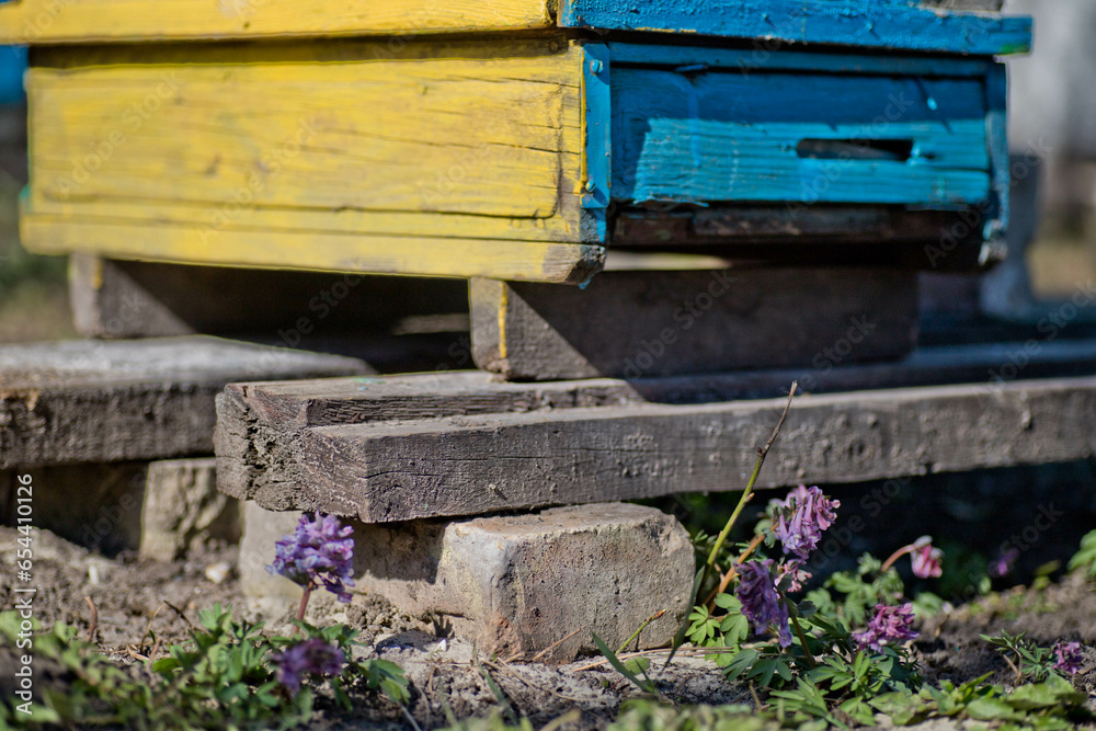 Beehives in the garden among the trees in early spring among primroses. Garden trees without leaves. First spring flight of over wintered Bees. Beehives in the garden among the trees in early spring among primroses. Garden trees without leaves. First spring flight of over wintered Bees.