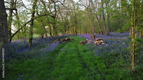 Lighthorne woods drone shot