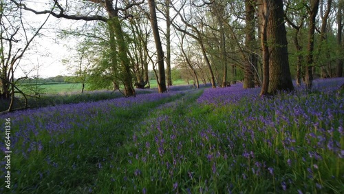 Lighthorne woods drone shot