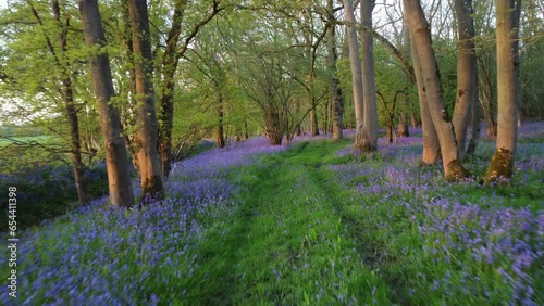 Lighthorne woods drone shot