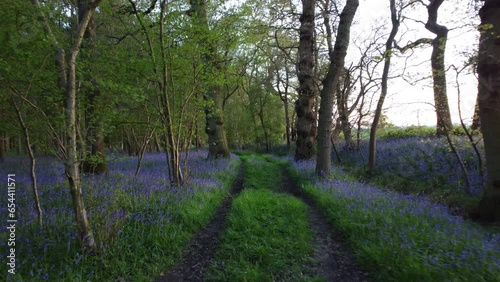 Lighthorne woods drone shot