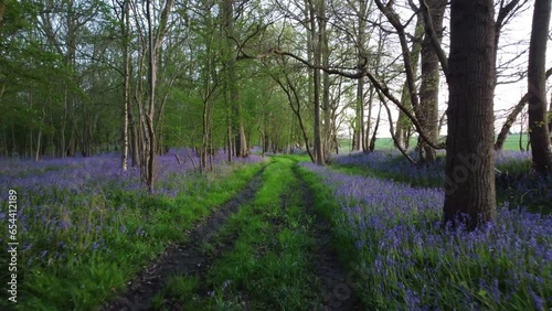 Lighthorne woods drone shot