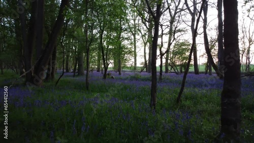 Lighthorne woods drone shot