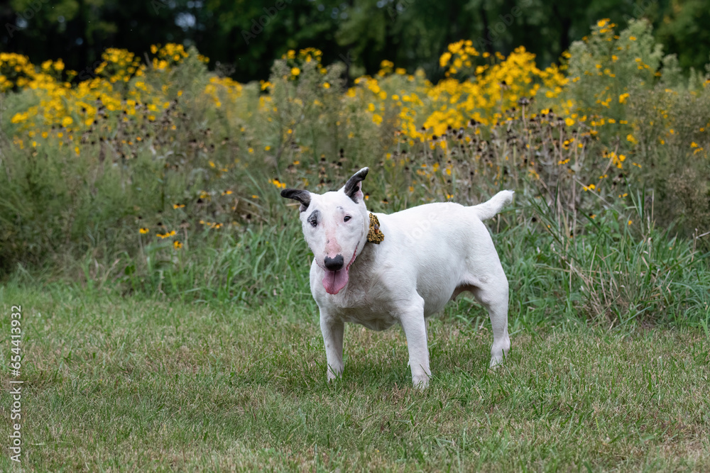 Senior bull terrier posing by the yellow flowers Senior bull terrier posing by the yellow flowers