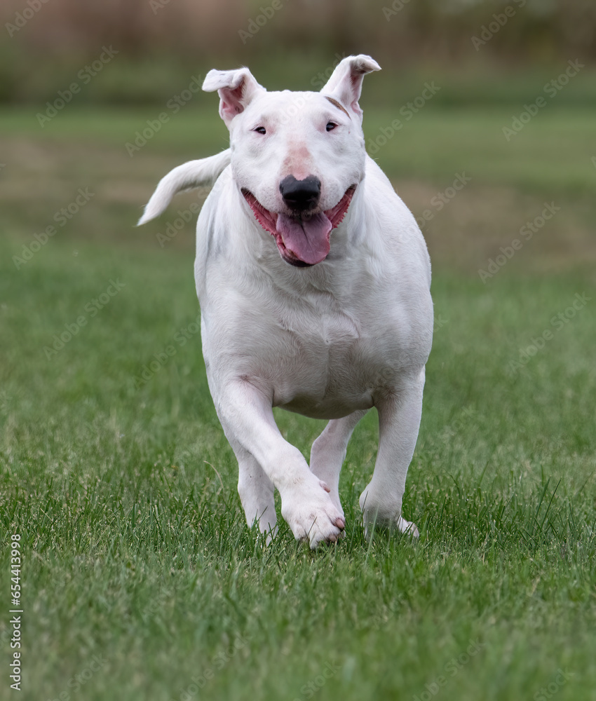 Running white bull terrier in the grass