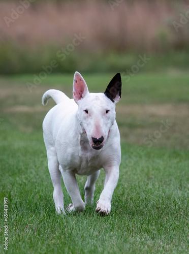 Action portrait of a moving white bull terrier