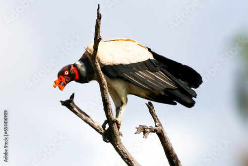 king vulture perched on a branch, fauna of brazil. photo