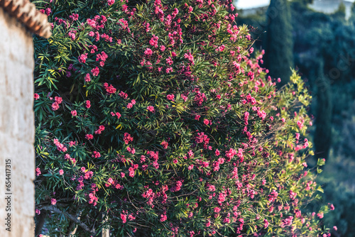 Pink flower blossom near the coast Mlini, Croatia photo