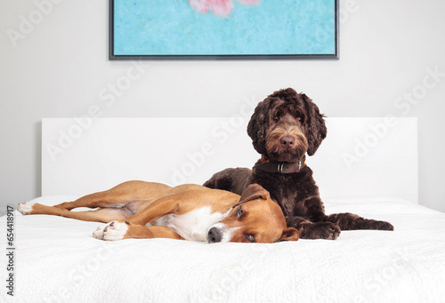 Photography Two dogs lying on bed together in loving companionship